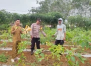 Pemdes Air Putih Melakukan Panen Raya Jagung, Ubi, Cabe, Tomat, Terong, Hingga Ikan Lele dan Nila